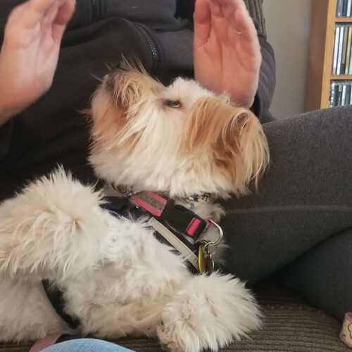 Animal Reiki Dog